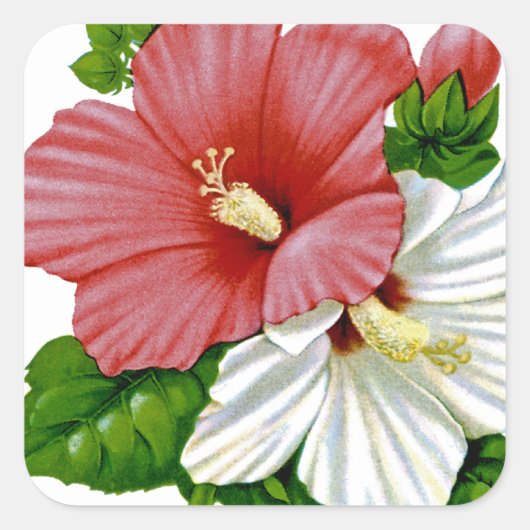 Hibiscus  Seed Packet Vierkante Sticker (Voorkant)