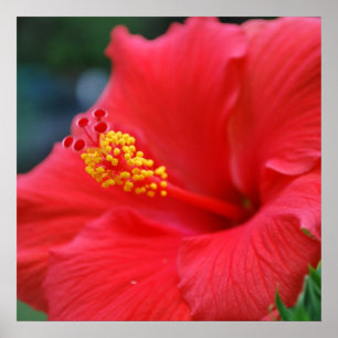 Hibiscus sun poster