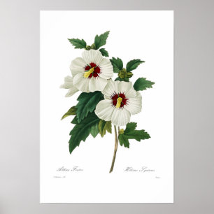 Hibiscus syriacus poster