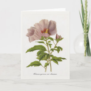 Hibiscus syriacus var. chinensis door Louis-Aristi Kaart