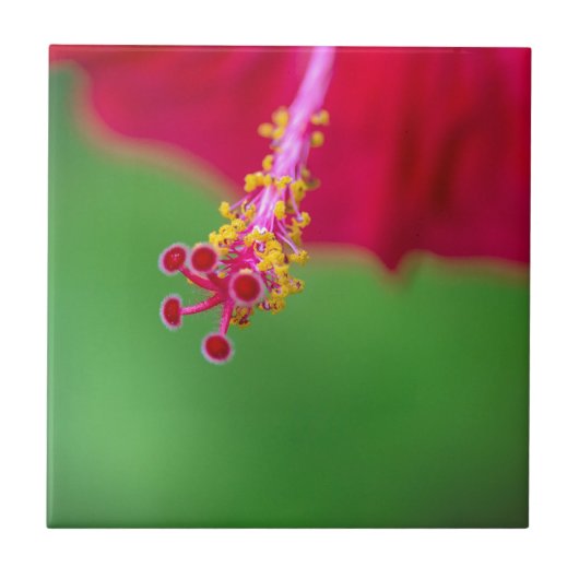 hibiscus tegeltje (Voorkant)