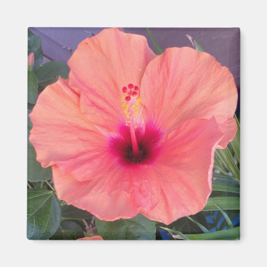 HIBISCUS THUIS MAGNEET (Voorkant)