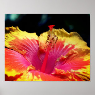  Hibiscus-ventilator Poster