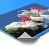 Hibiscus waimeae bij Mc Bryde Garden - NTBG - Kaua Poster (Hoek)