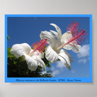 Hibiscus waimeae bij Mc Bryde Garden - NTBG - Kaua Poster