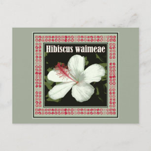 Hibiscus Waimeae uit Hawaii Briefkaart