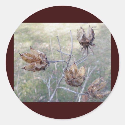 Hibiscus zaadpeul Stickers (Voorkant)