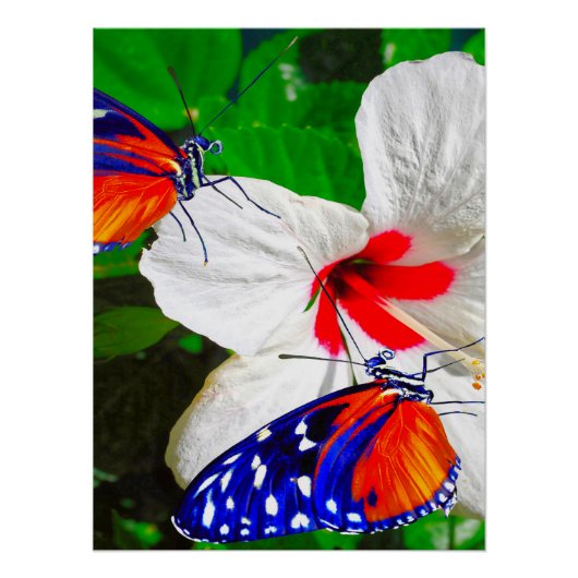 Hibiscusbloem met 2 tijger longwing vlinders perfect poster (Voorkant)