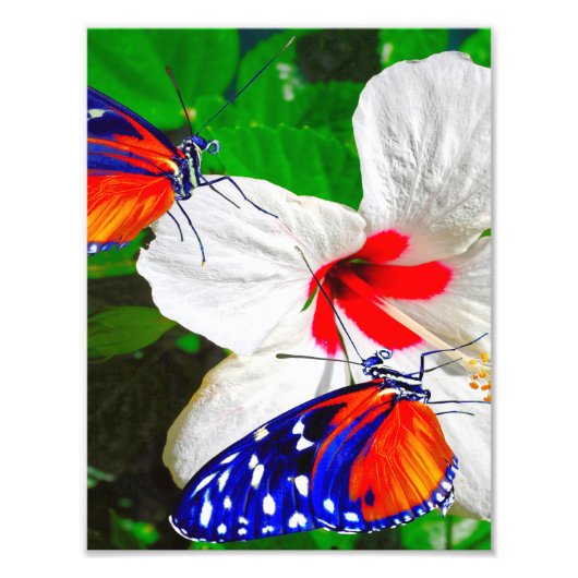 Hibiscusbloem met Tiger Longwing Glossy Poster (Voorkant)