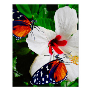 Hibiscusbloem met Tiger Longwing Glossy Poster Perfect Poster