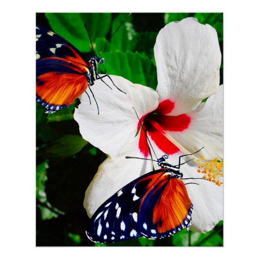 Hibiscusbloem met Tiger Longwing Glossy Poster Perfect Poster (Voorkant)