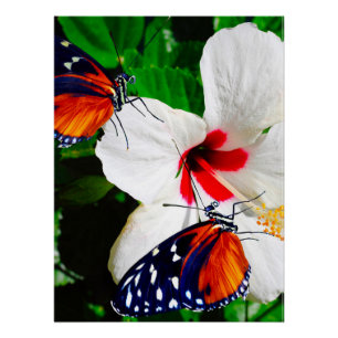 Hibiscusbloem met Tiger Longwing Glossy Poster Perfect Poster