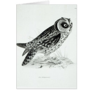 Hibou