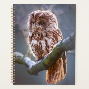 Hibou