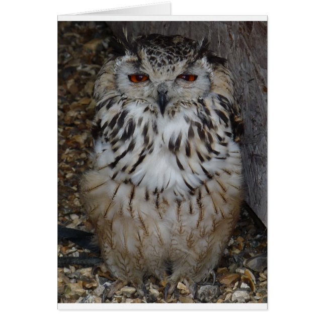 hibou1 (Devant)