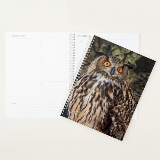 Hibou 2024 (Devant avec enveloppe)