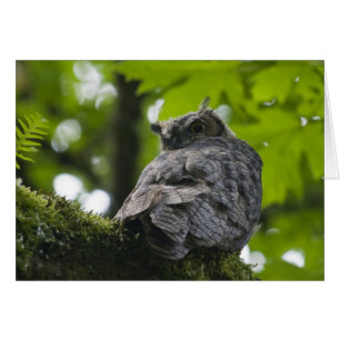 Hibou à la carte de Nisqually