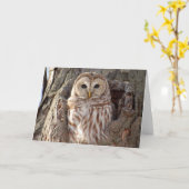 Hibou barré dans la carte de nid d'arbre (Fleur jaune)
