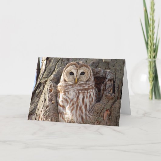 Hibou barré dans la carte de nid d'arbre (Devant)