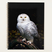 Hibou blanc majestueux d'hiver (Devant)