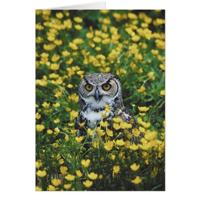 Hibou dans les renoncules (Devant)