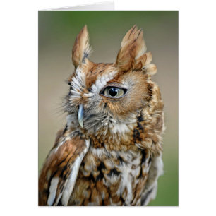Hibou de cri strident rouge
