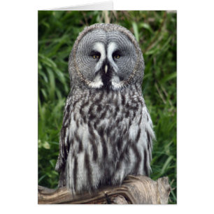 Hibou de grand gris