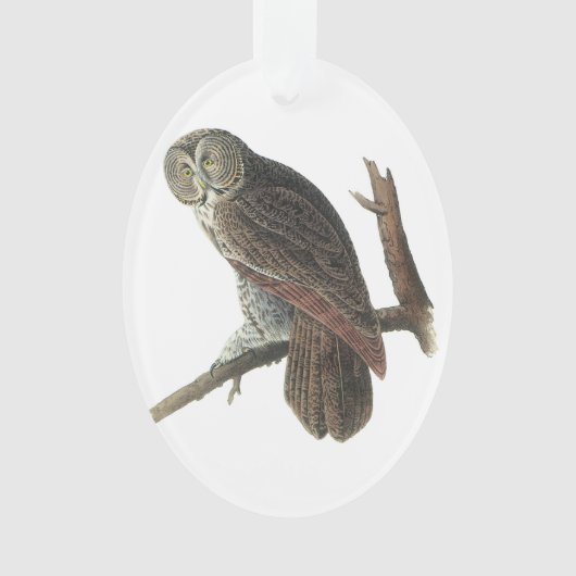 Hibou de grand gris par Audubon (devant)