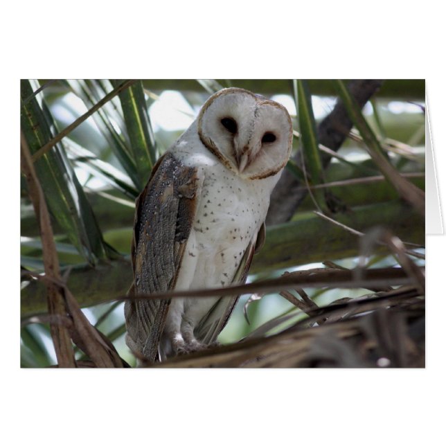 Hibou de grange (Devant horizontal)