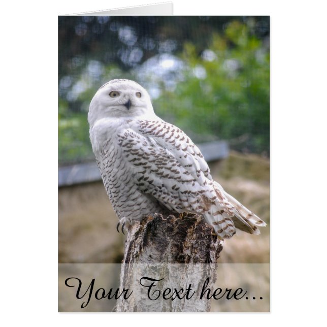 Hibou des neiges (Devant)