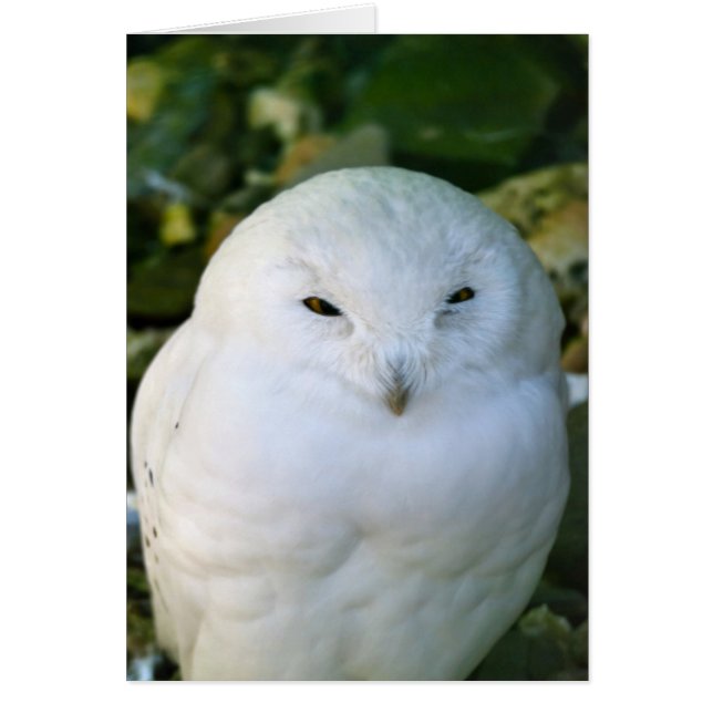 Hibou des neiges (Devant)