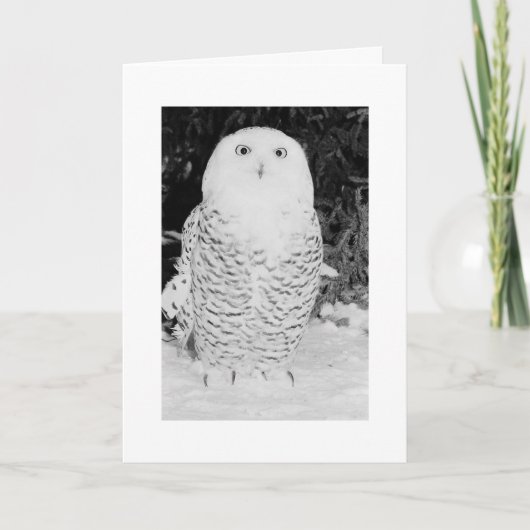 Hibou fait sur commande d'hiver de carte de Noël (Devant)