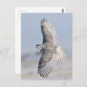 Hibou Harfang Briefkaart (Voorkant / Achterkant)