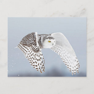 Hibou Harfang des neiges Briefkaart