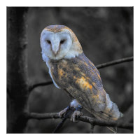 Hibou : Photographie couleur sélective