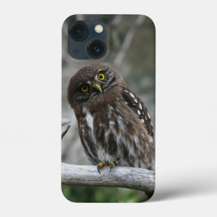Hibou pygmée du Nord iPhone 13 Mini Coque