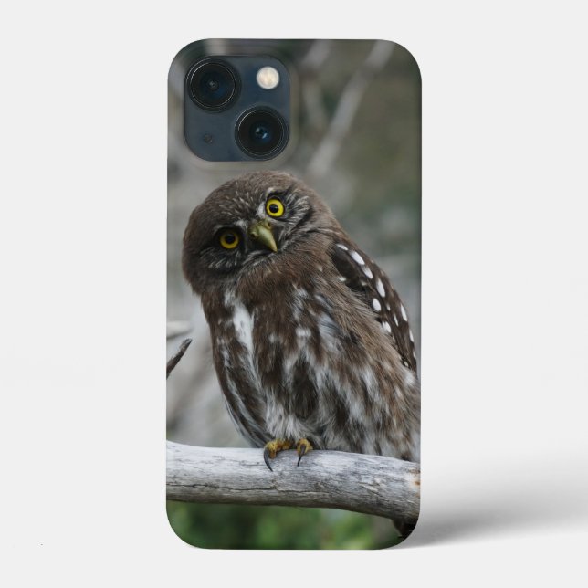 Hibou pygmée du Nord iPhone 13 Mini Coque (Verso)