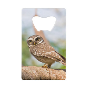 Hibou repéré sur le vol de matin