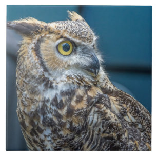 Hibou vue de gros plan carreaux en céramique