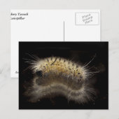 Hickory Tussock Caterpijler Briefkaart (Voorkant / Achterkant)