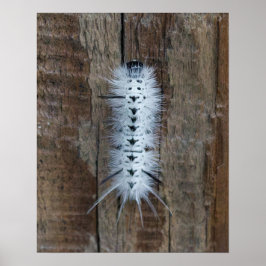 Hickory Tussock Mot Poster