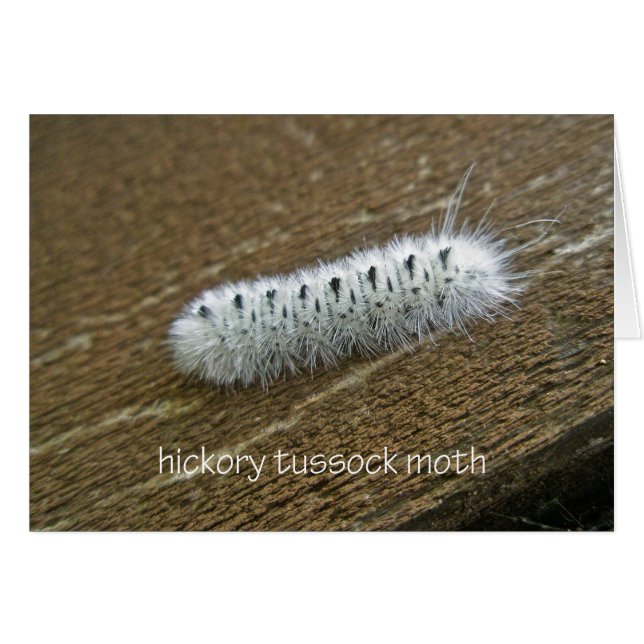 Hickory Tussock Moth (Lophocampa caryae) Articles (Devant horizontal)