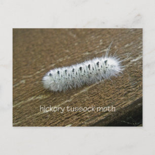 Hickory Tussock Moth (Lophocampa caryae) Briefkaart