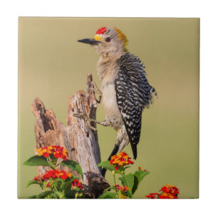 Hidalgo County, Texas. Goudvoorhoofdspecht Tegeltje