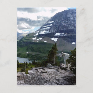 Hidden Lake Overlook Glacier National Park Montana Briefkaart