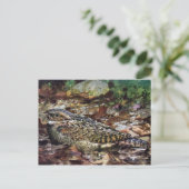 Hidden Whipporwill Briefkaart (Staand voorkant)