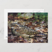 Hidden Whipporwill Briefkaart (Voorkant / Achterkant)