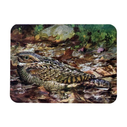 Hidden Whipporwill Magneet (Horizontaal)