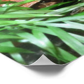 Hiding Frog Poster (Hoek)