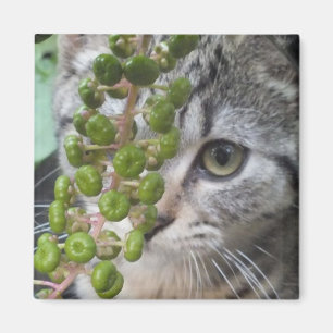 Hiding Kitten Magnet Magneet